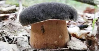 Ce champignon est un...