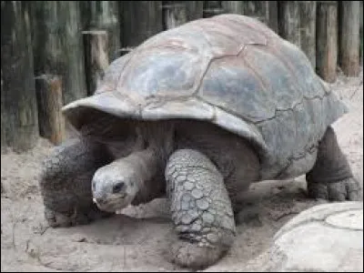 Quelle est lespérance de vie de la tortue géante des Galápagos ?