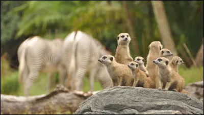 Quel est ton pire défaut ?