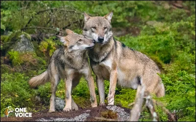 Quel animal préfères-tu ?