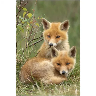 Quel est ton animal préféré ? (Partie 2)