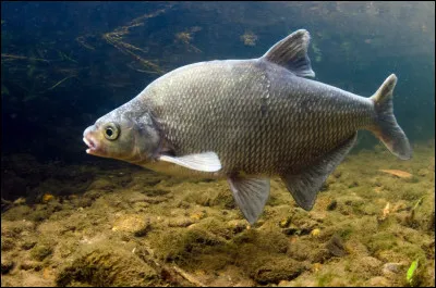 La daurade est un poisson hermaphrodite