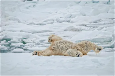 L'ours polaire à la peau noire de jais ?