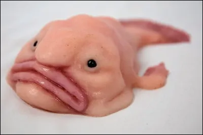 Le blobfish est un poisson abyssal considéré comme le plus beau poisson du monde.
