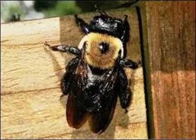 L'abeille charbonnière est un gros insecte qui ne produit pas de miel.