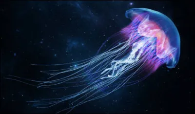 La méduse est un animal qui ne possède pas de cerveau, pas de coeur, pas de squelette pas de poumons.