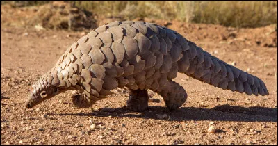 Le pangolin est le seul mammifère du monde au corps recouvert d'écailles.