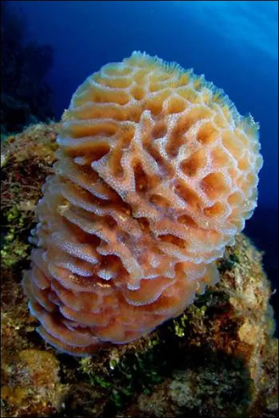 L'éponge est le premier animal à être apparu sur notre planète il y a 600 millions d'années.