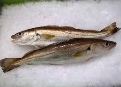 Complétez cette expression : "Avoir des yeux de ..." :