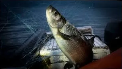 Où le Fera est-il pêché ?