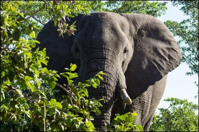 Quelles expériences faisait-il réellement ?