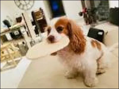 Comment s'appelle sa chienne ?