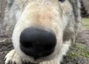 Quiz Vrai ou faux : les loups