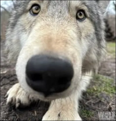 Les loups sont carnivores.