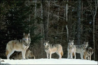 Les loups vivent généralement en meute.