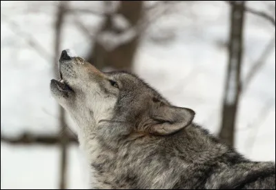 Les loups ont été réintroduits en France.