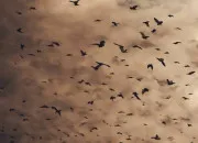 Test Lequel de mes oiseaux prfrs es-tu ?