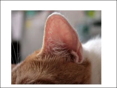 Ok, alors avez-vous loreille absolue ?
(Si vous ne savez pas, demandez à quelquun de faire tomber un objet et vous devez essayer de reconnaître le son.)