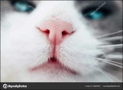 Reconnaissez-vous les odeurs ?
 (Si vous ne savez pas, demandez à quelquun de vous faire le test.)