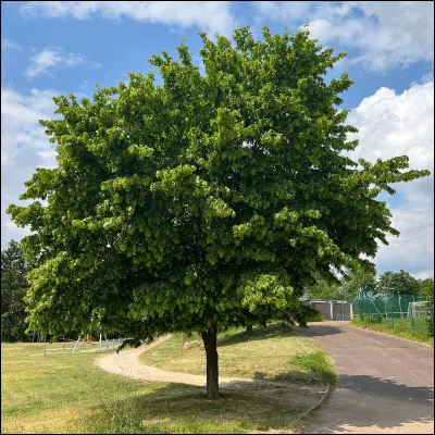 La faîne est le fruit du...
