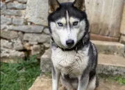 Quiz Connais-tu les races de chiens ?