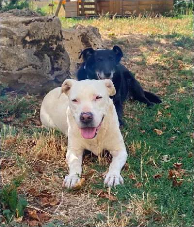 Quelle est cette race (le chien blanc) ?
