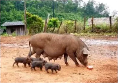 Quelle est la première zone du monde à avoir pratiqué la domestication du cochon ?