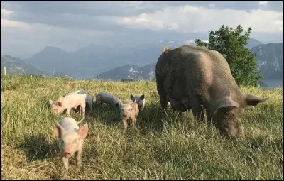Quels cochons ont été les premiers domestiqués ?