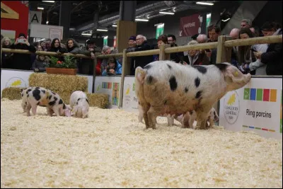 Qu'est-ce qui est un critère de beauté reconnu dans les concours de cochons ?