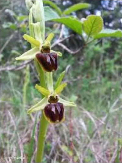 Cette plante est une ophrys :