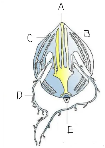 Complétez le schéma.