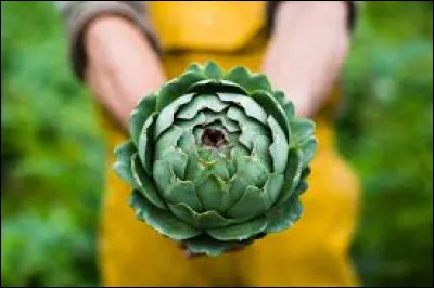 Sur lequel de ces légumes consomme-t-on souvent la fleur ?
