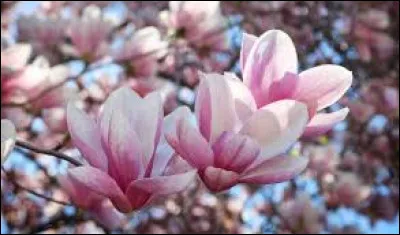 Qui a interprété "Magnolia for ever" dans les années 70 ?