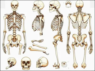 L'être humain possède normalement 172 os à l'âge adulte.