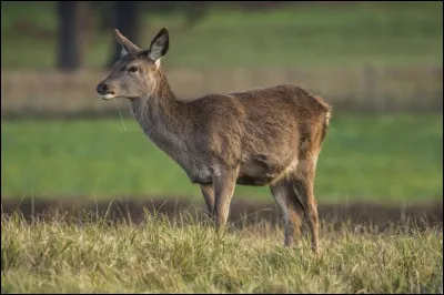 Ce chef est mort assez vite et son successeur est le fils du chef précédent, c'est...