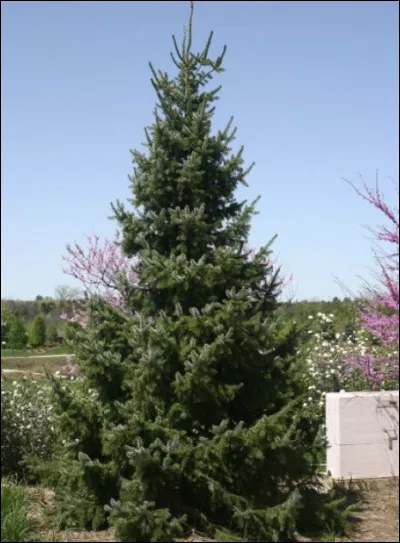 Ce chef est le fils du chef de la question 9 et il est aussi devenu un chat domestique. C'est...