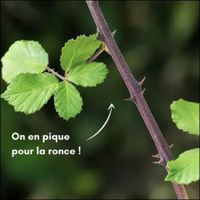 Il est le successeur du précédent et fils dun tyran. Qui est-ce ?