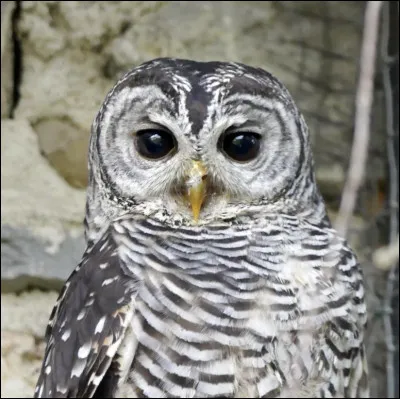 Qui est le chef qui succède au précédent ?