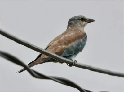 Qui est le chef avec un nom doiseau ?