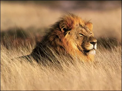 Ce chef a le nom d'un animal avec une crinière. Qui est-ce ?