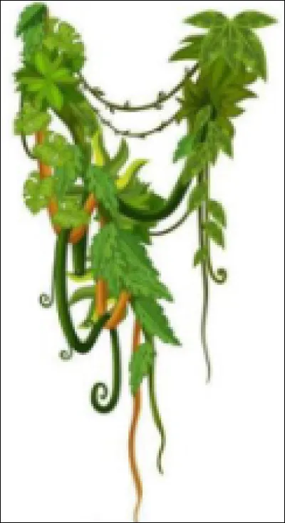 Ce chef a un nom avec un nom végétal. Qui est-ce ?