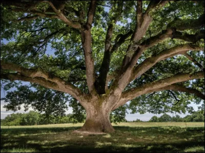 Ce chef a un fils qui deviendra chef à son tour. Qui est-ce ?