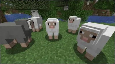 Que droppent les moutons ?