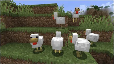 Combien de temps faut-il attendre pour qu'une poule ponde un uf ?