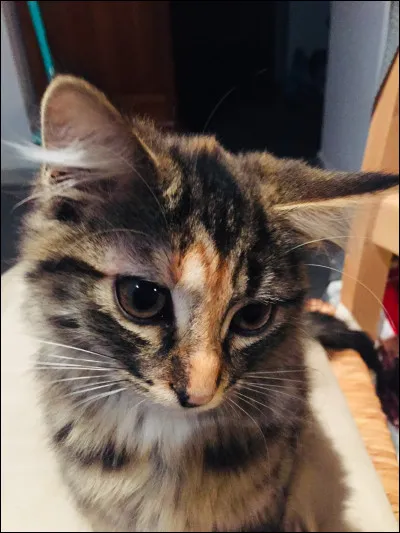 Quelle est cette race de chat ?