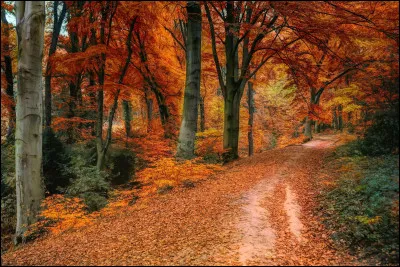 Quel légume est récolté en automne ?