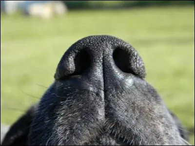 Comment s'appelle le nez du chien ?