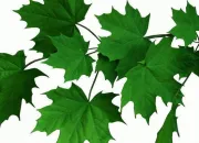 Quiz Expressions images. Plantes