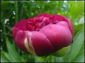 ' tre rouge comme une pivoine' signifie :