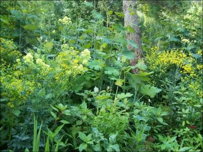 Le sens de l'expression 'Faire buisson creux' est :